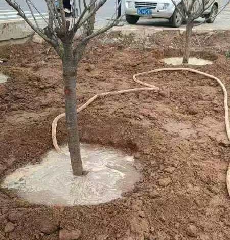 绿化工程植树